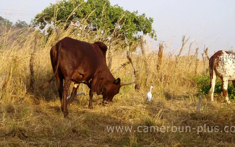 Aménagement et bitumage des routes
